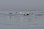 pelicans