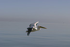 pelican