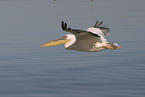 pelican