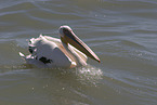 pelican