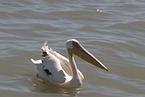 pelican