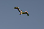 pelican