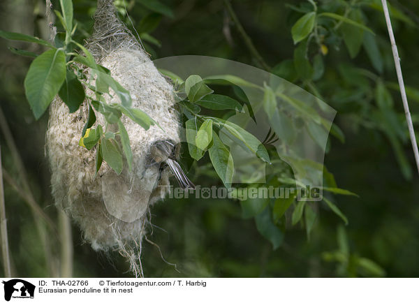 Beutelmeise im Nest / Eurasian penduline tit in nest / THA-02766