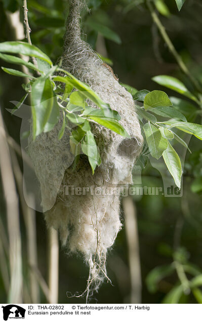 Eurasian penduline tit nest / THA-02802