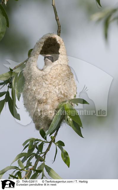 Eurasian penduline tit in nest / THA-02811