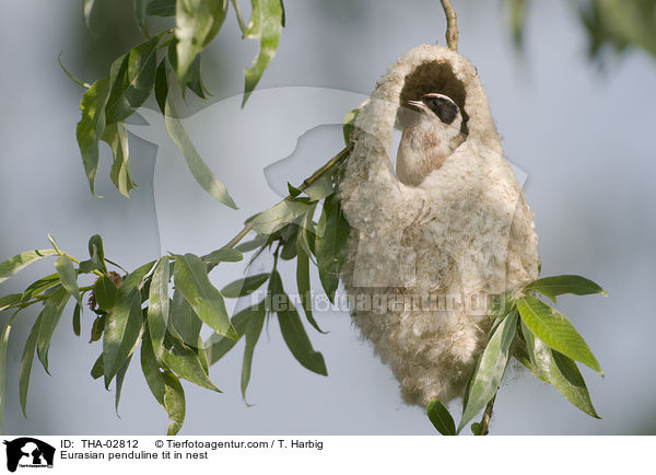 Eurasian penduline tit in nest / THA-02812