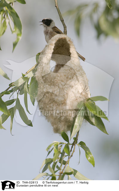 Eurasian penduline tit on nest / THA-02813