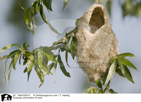 Eurasian penduline tit nest / THA-02814