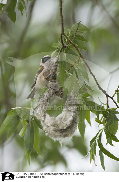 Beutelmeise / Eurasian penduline tit / THA-04863