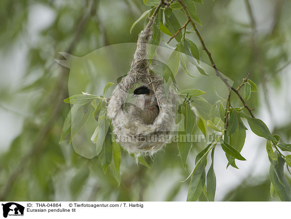 Beutelmeise / Eurasian penduline tit / THA-04864
