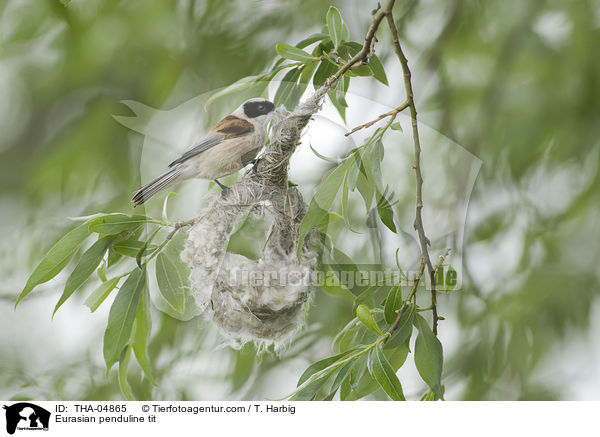 Eurasian penduline tit / THA-04865