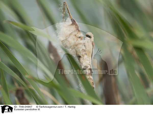 Beutelmeise / Eurasian penduline tit / THA-04867