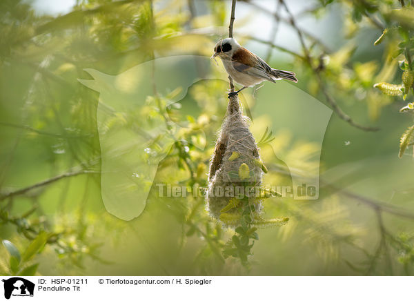 Beutelmeise / Penduline Tit / HSP-01211