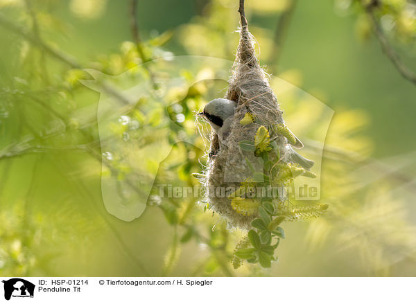 Beutelmeise / Penduline Tit / HSP-01214