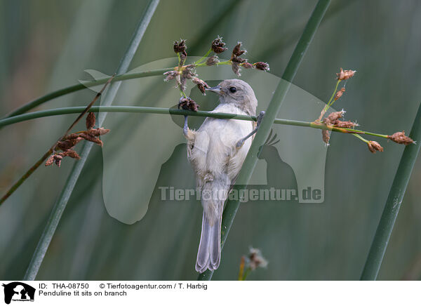 Beutelmeise sitzt auf Ast / Penduline tit sits on branch / THA-08750
