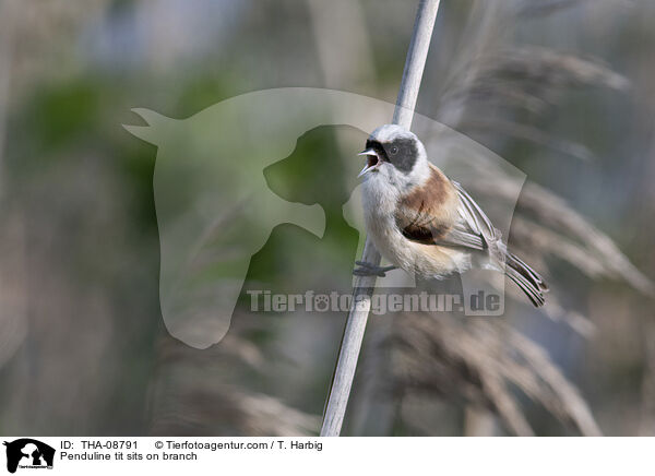 Penduline tit sits on branch / THA-08791