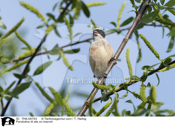 Beutelmeise sitzt auf Ast / Penduline tit sits on branch / THA-08793