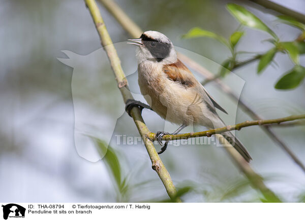 Penduline tit sits on branch / THA-08794