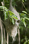 Eurasian penduline tit nest