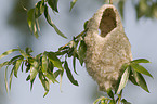 Eurasian penduline tit nest