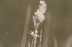 penduline tit