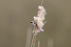 penduline tit