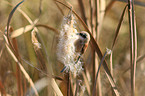 Eurasian penduline tit