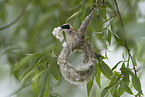 Eurasian penduline tit