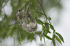 Eurasian penduline tit