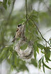 Eurasian penduline tit