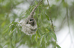 Eurasian penduline tit