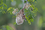 Eurasian penduline tit