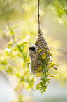 Penduline Tit