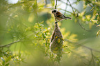 Penduline Tit