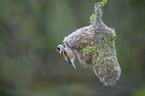 Penduline Tit