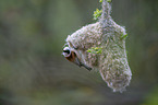 Penduline Tit