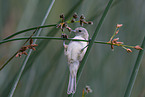 Penduline tit sits on branch