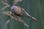 Penduline tit sits on branch