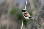 Penduline tit sits on branch