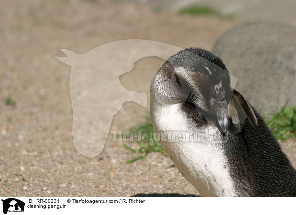 sich putzender Pinguin / cleaning penguin / RR-00231