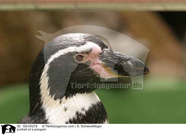 Pinguin Portrait / portrait of a penguin / SS-00218