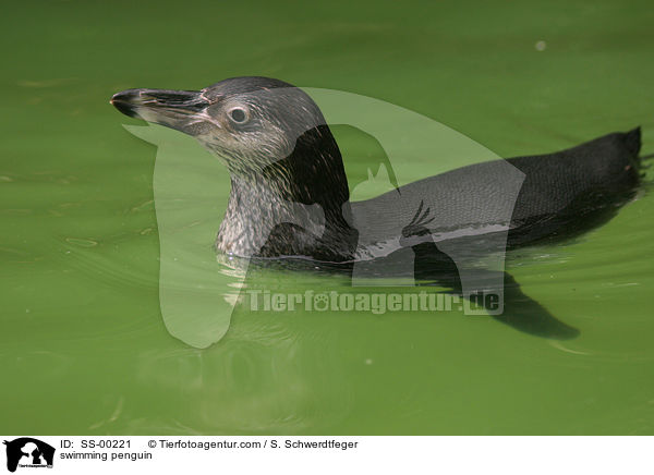schwimmender Pinguin / swimming penguin / SS-00221