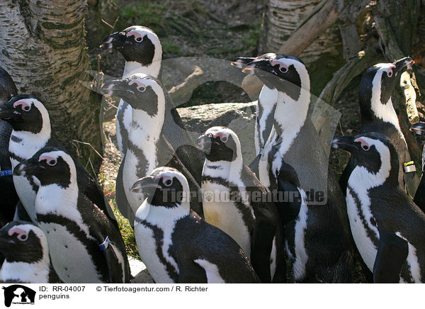 Pinguine / penguins / RR-04007