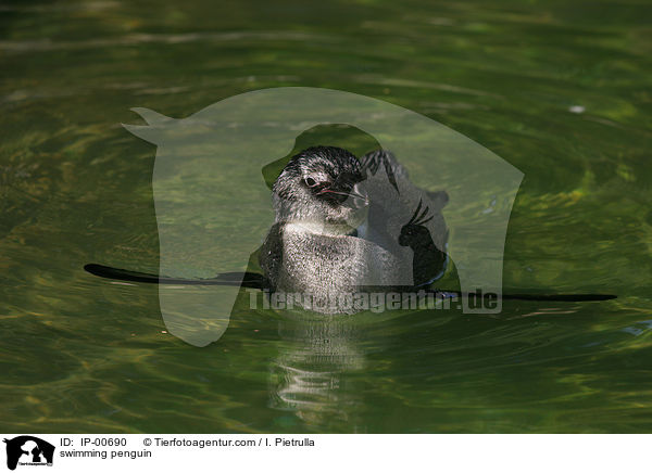 schwimmender Pinguin / swimming penguin / IP-00690
