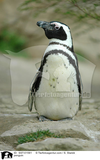 Pinguin / penguin / SST-01581