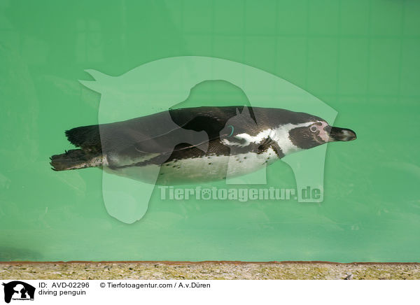 tauchender Pinguin / diving penguin / AVD-02296