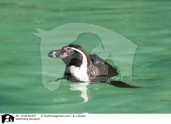 schwimmender Pinguin / swimming penguin / AVD-02301