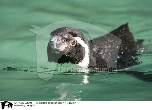 schwimmender Pinguin / swimming penguin / AVD-02305