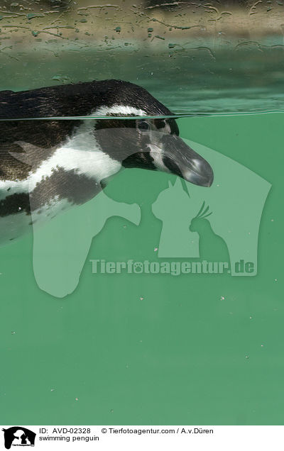 schwimmender Pinguin / swimming penguin / AVD-02328