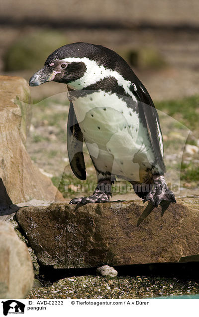 Pinguin / penguin / AVD-02333